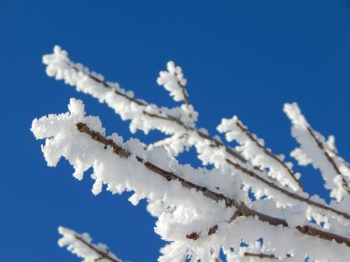 hoarfrost snow branch