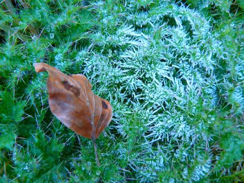 hoarfrost leaf moss
