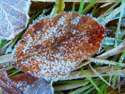 hoarfrost frozen leaf
