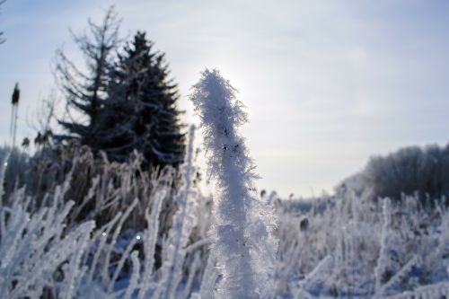 hoarfrost plant iced