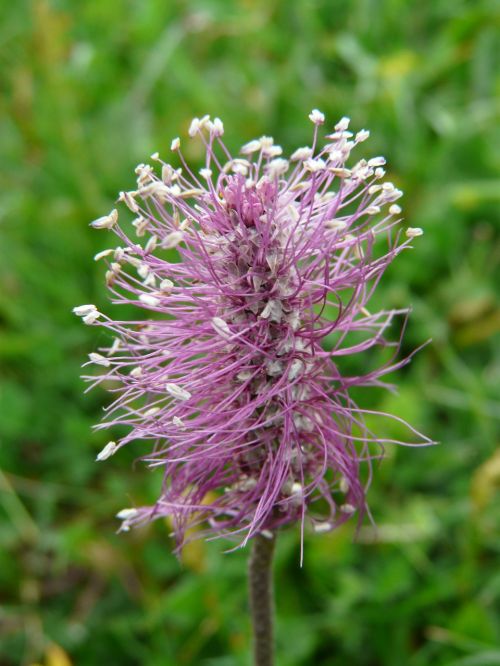 hoary plantain plantain flower