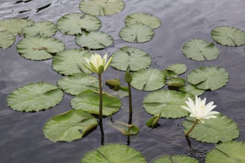 lotus flowers vietnam ao