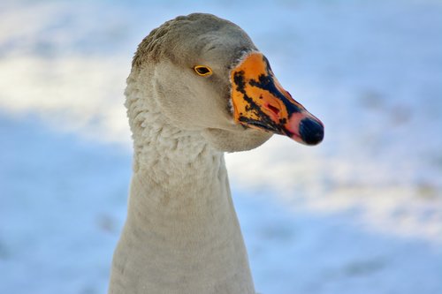 höcker goose  close up  winter
