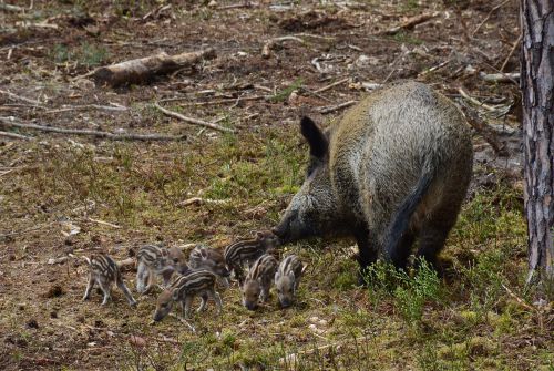 hog wild wild boar mother