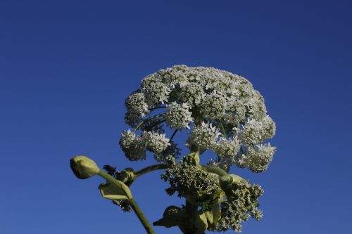 hogweed white flower summer