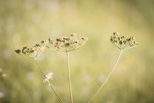 hogweed plant meadow