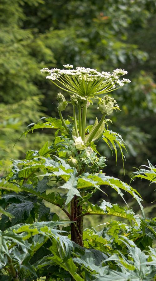 hogweed poisonous plant nature