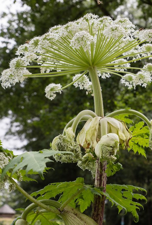 hogweed  flower  flowers