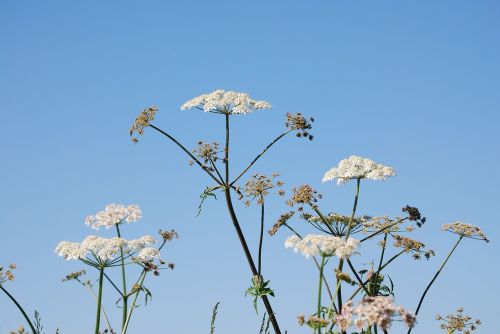 hogweed flower sky