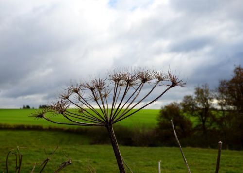 hogweed plant screen flower