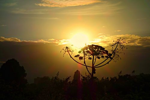 Hogweed In The Sunset
