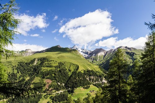 hohe tauern  mountains  forest