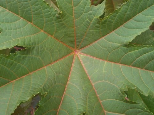 Leaf