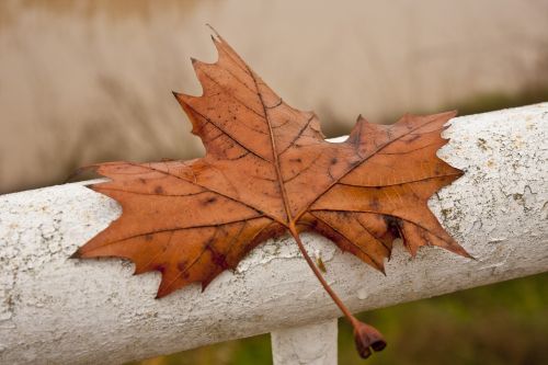 Autumn Leaf