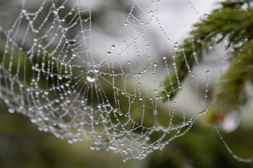 hokkaido natural spider's web