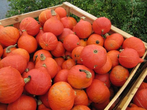 hokkaido pumpkin orange