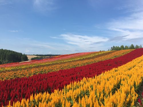 hokkaido biei flower garden