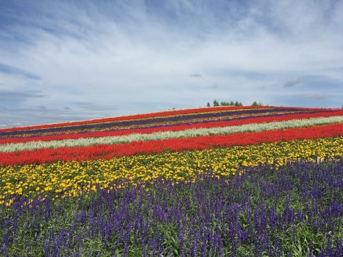 hokkaido biei flower garden