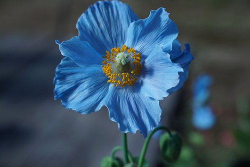 hokkaido  himilayan blue poppy  flower