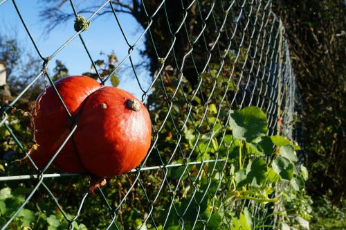 hokkaido pumpkin autumn