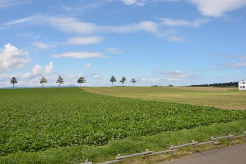 hokkaido fairy hill meadow