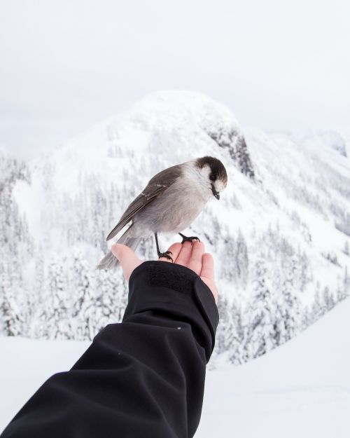 holding bird winter landscape