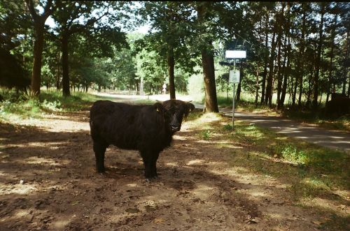 Dutch Bison