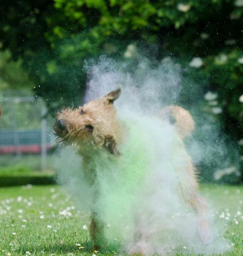 holi colour colorful irish terrier