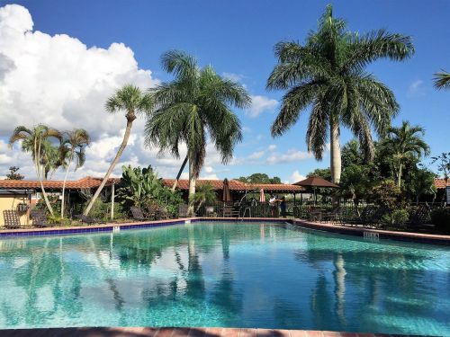 holiday swimming pool palm trees