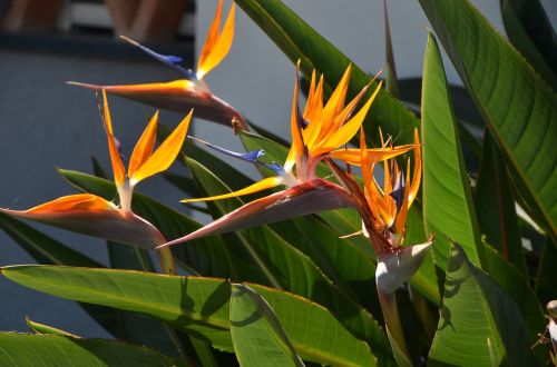 holiday nature flowers