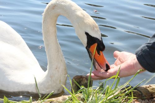 holiday swan white