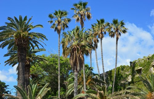 vacations  travel  palm trees