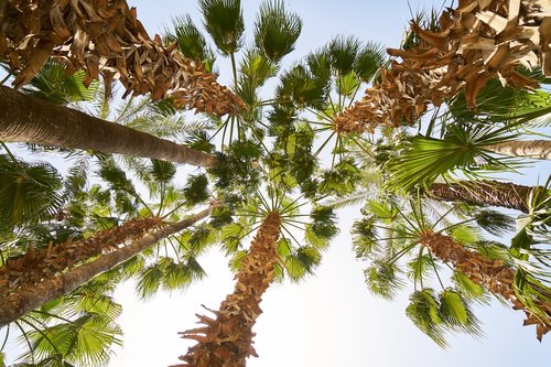 holiday  tropical  palm