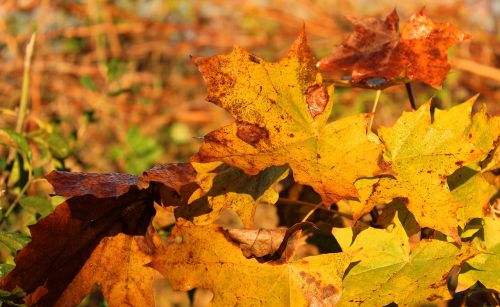 holidays autumn golden autumn