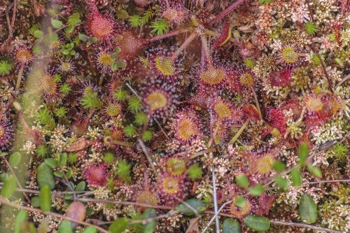 holidays nature drosera