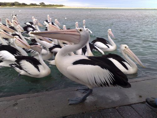 holidays pelicans birds