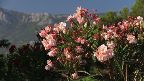 holidays montenegro flower
