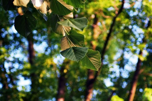 holidays  wood  forest