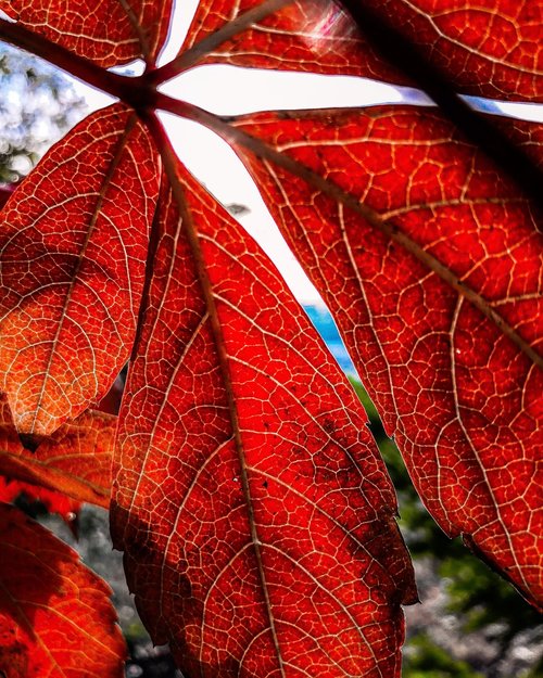 holidays  foliage  nature