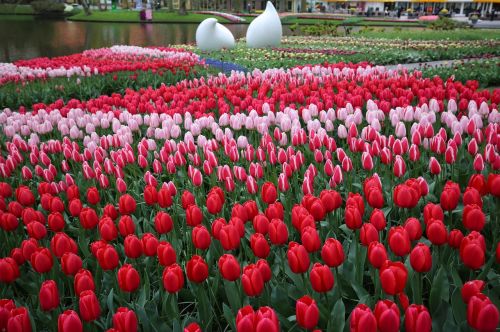 holland park keukenhof