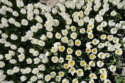 holland  tulips  white