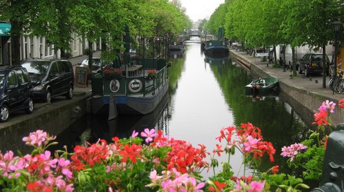 holland  netherlands  flowers