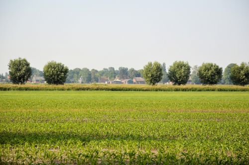 Dutch Landscape