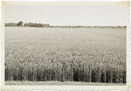 Dutch Landscape