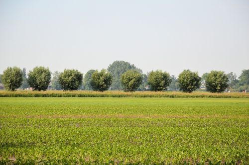 Dutch Country Landscape