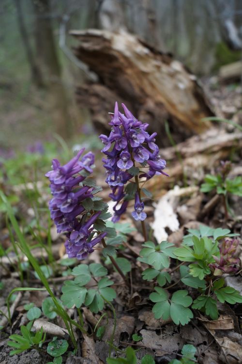 hollow corydalis forest spring