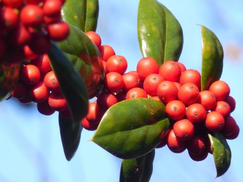holly berries winter