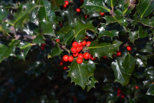 holly ilex berries