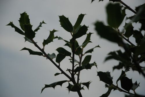 holly skewers leaf