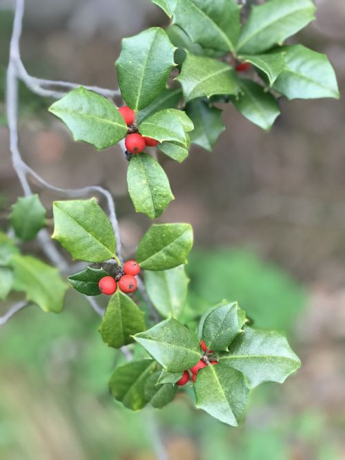 holly christmas decoration xmas